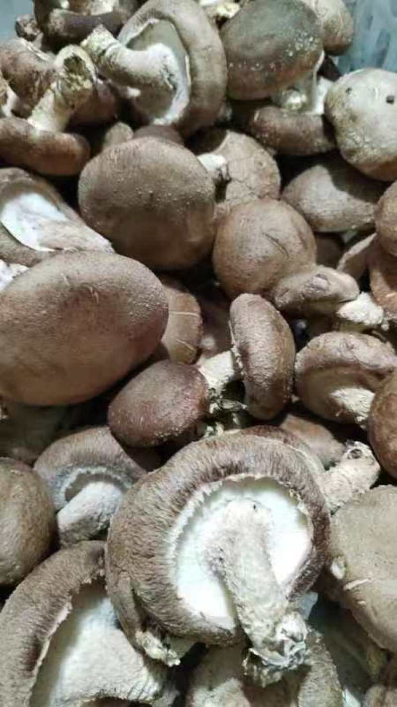 河北香菇大量有货产地直供一手货源品质保证诚信经营