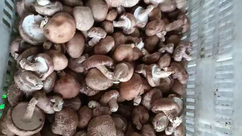 河北香菇大量有货产地直供一手货源品质保证诚信经营