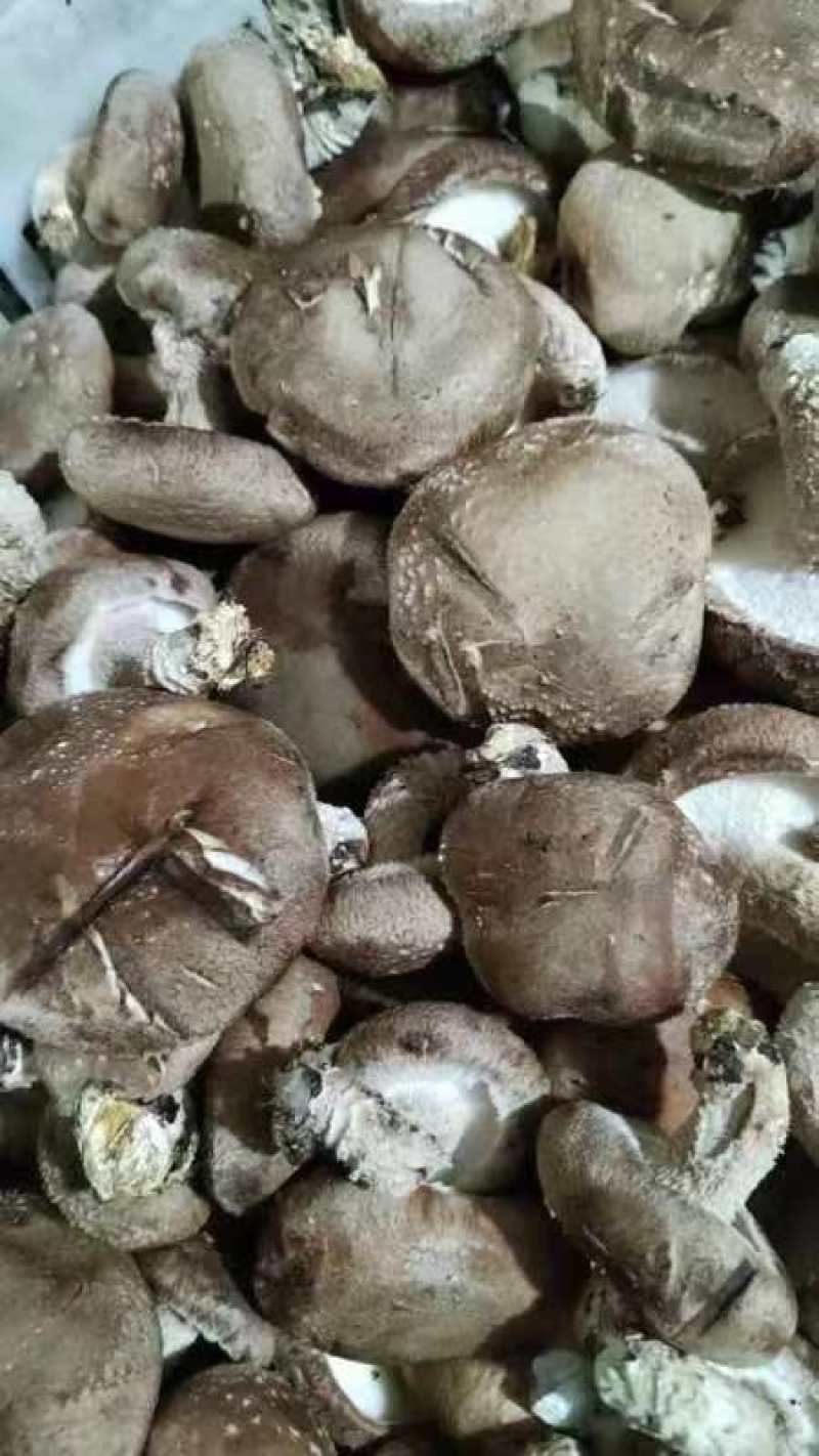 河北香菇大量有货产地直供一手货源品质保证诚信经营