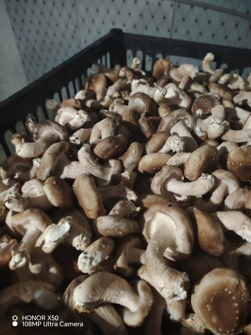 河北香菇大量有货产地直供一手货源品质保证诚信经营