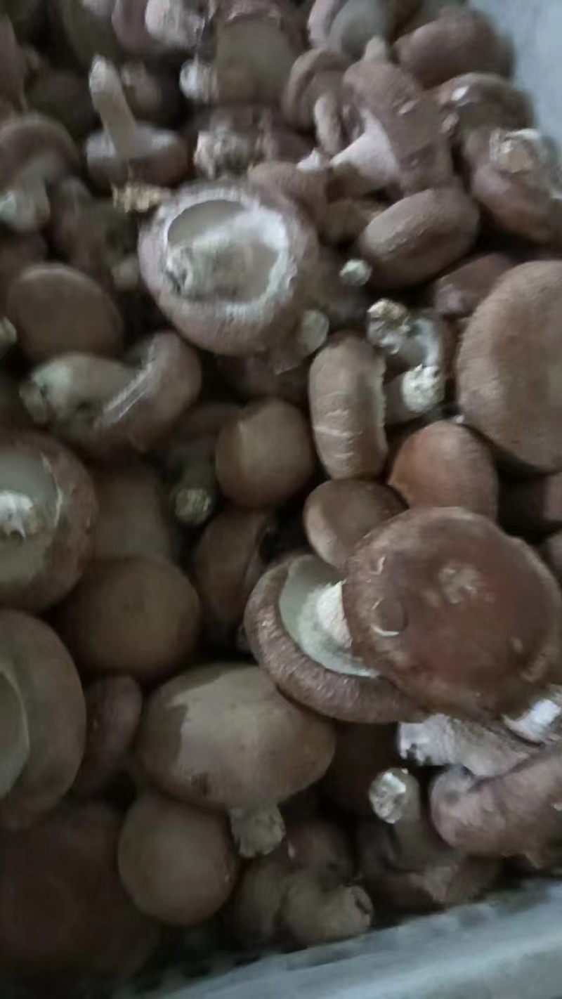 河北香菇大量有货产地直供一手货源品质保证诚信经营