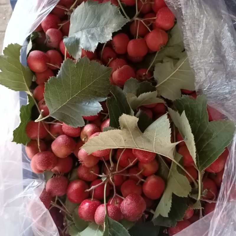 大金星商品果大量现货供应保质保量
