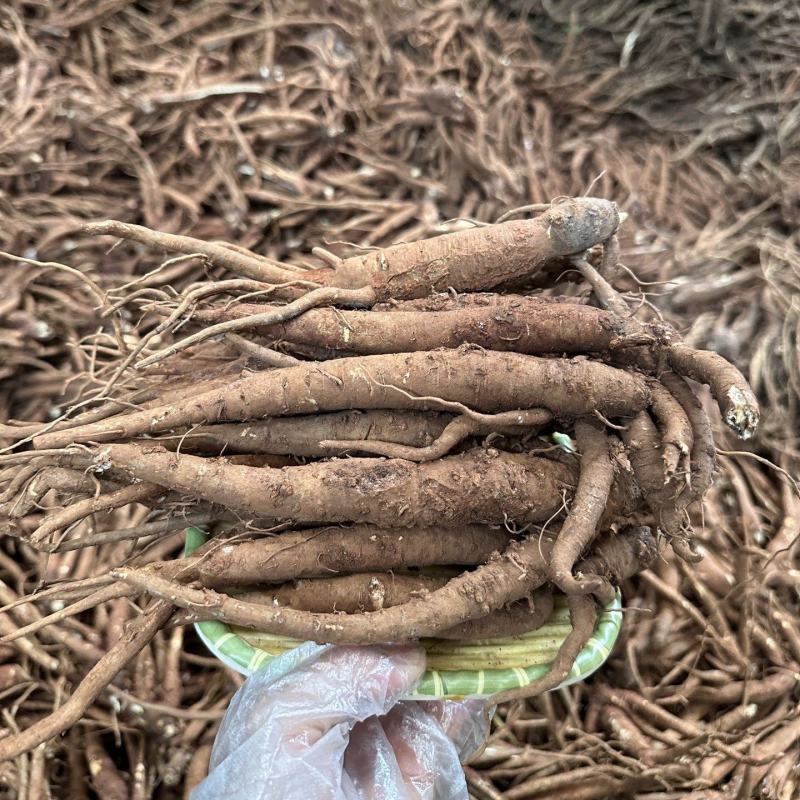 云南新鲜当归现挖现发原汁原味营养丰富包邮