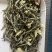 恩施芽头茉莉花