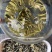 恩施芽头茉莉花
