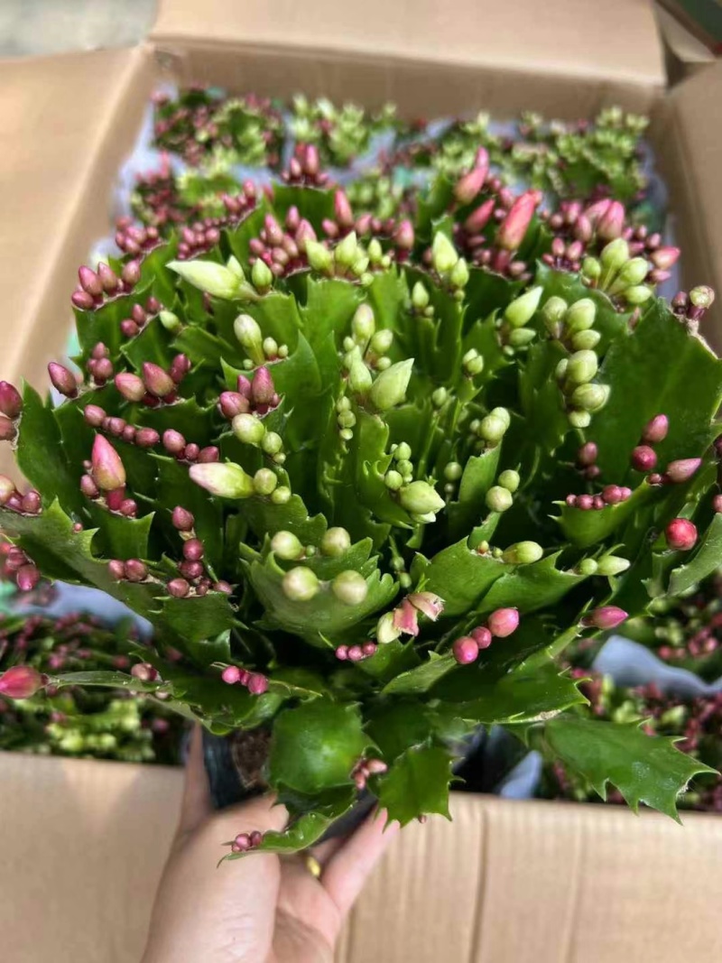 180特级多色蟹爪兰：一箱24颗盆，花苞整齐颜色漂亮