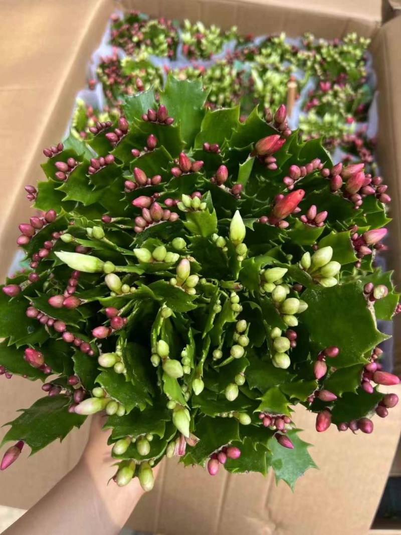 180特级多色蟹爪兰：一箱24颗盆，花苞整齐颜色漂亮