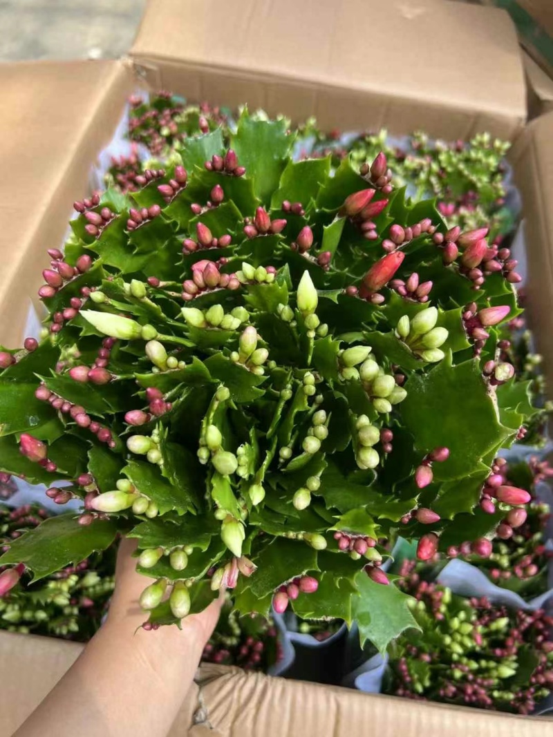 180特级多色蟹爪兰：一箱24颗盆，花苞整齐颜色漂亮