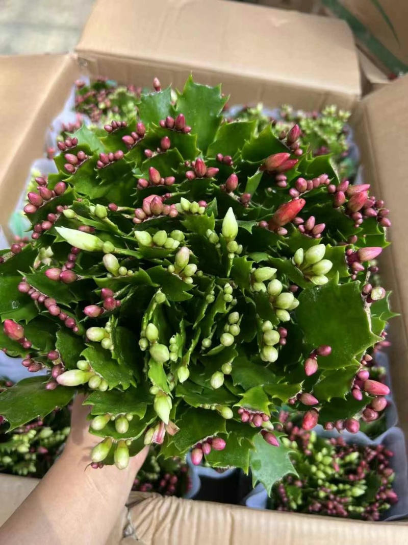 180特级多色蟹爪兰：一箱24颗盆，花苞整齐颜色漂亮