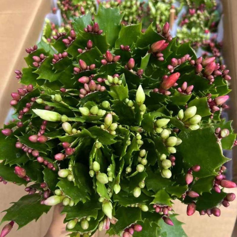 180特级多色蟹爪兰：一箱24颗盆，花苞整齐颜色漂亮