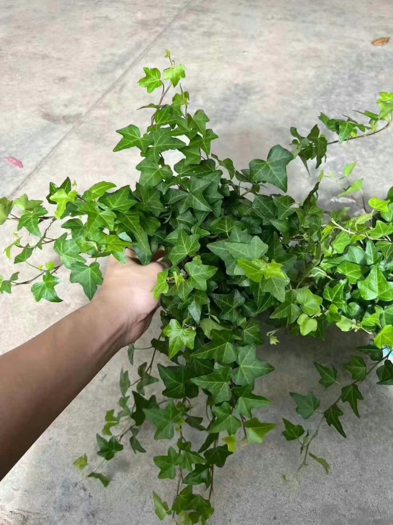 120常春藤，一箱30盆，5.5元一盆，**耐放