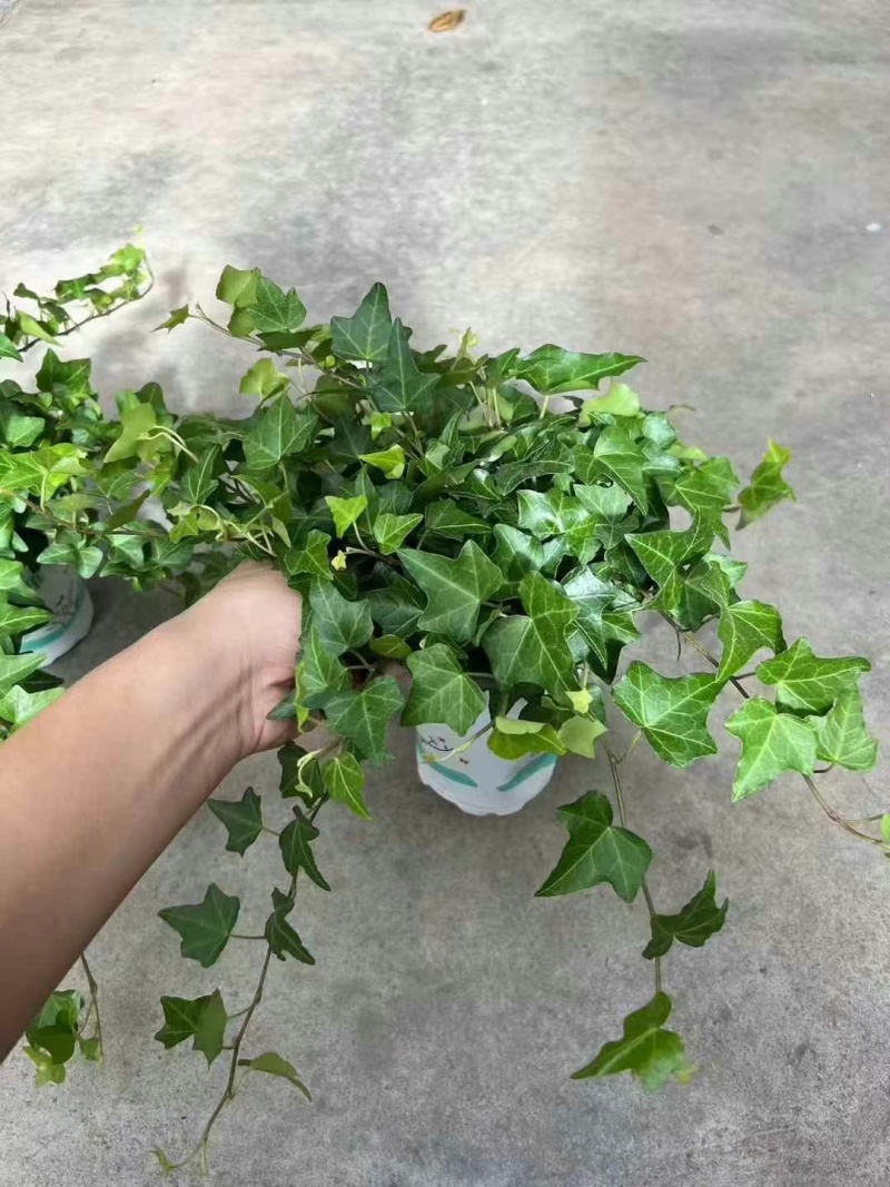 120常春藤，一箱30盆，5.5元一盆，**耐放