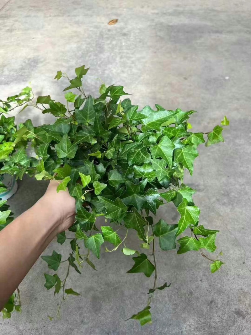 120常春藤，一箱30盆，5.5元一盆，**耐放