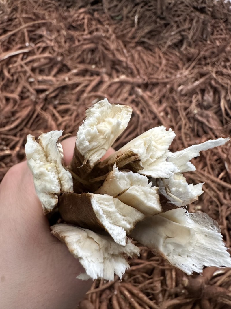 云南新鲜当归现挖现发原汁原味营养丰富包邮