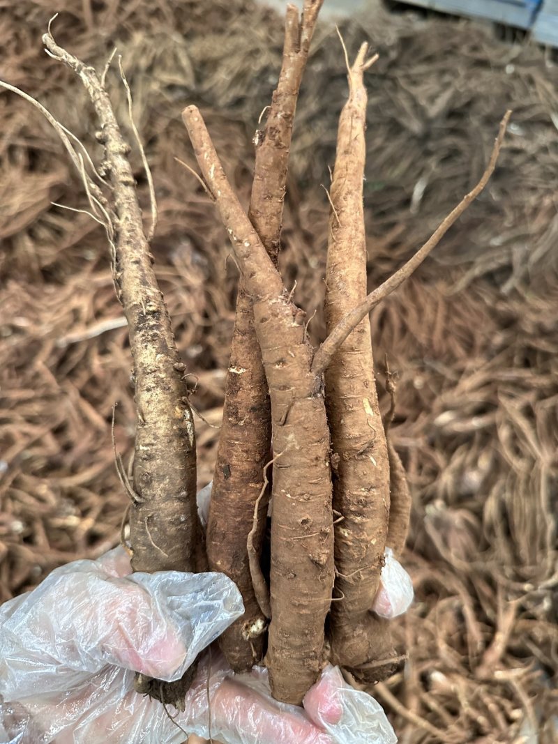 云南新鲜当归现挖现发原汁原味营养丰富包邮