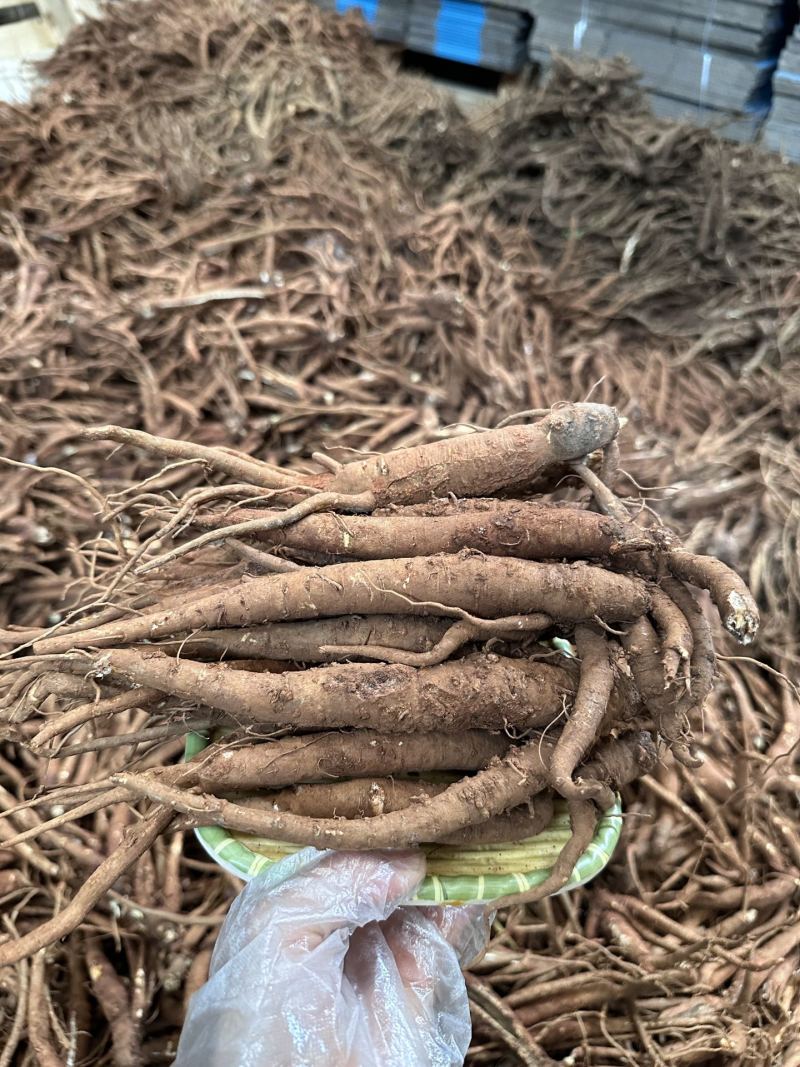 云南新鲜当归现挖现发原汁原味营养丰富包邮