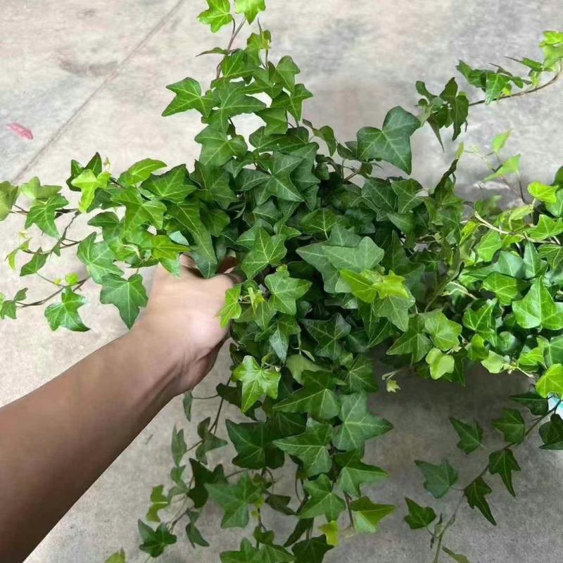 120常春藤，一箱30盆，5.5元一盆，**耐放