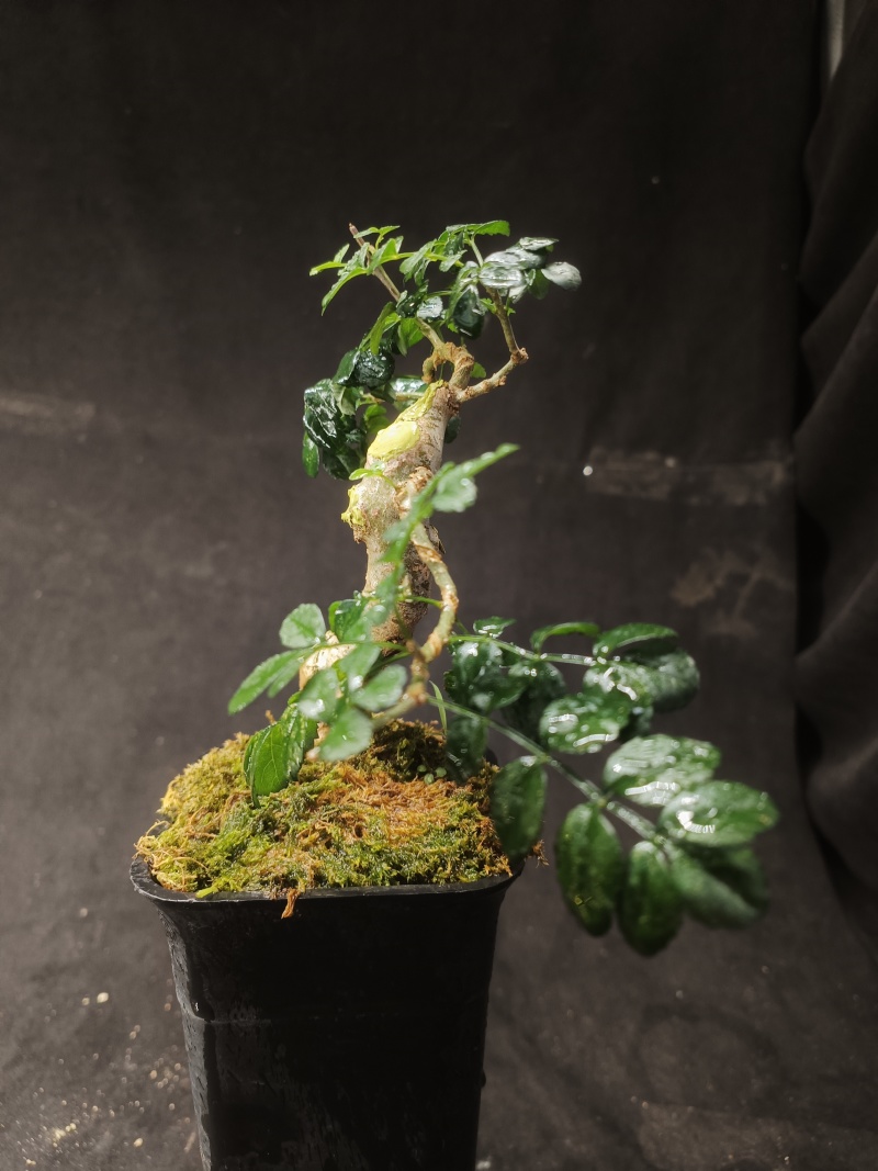对接白蜡