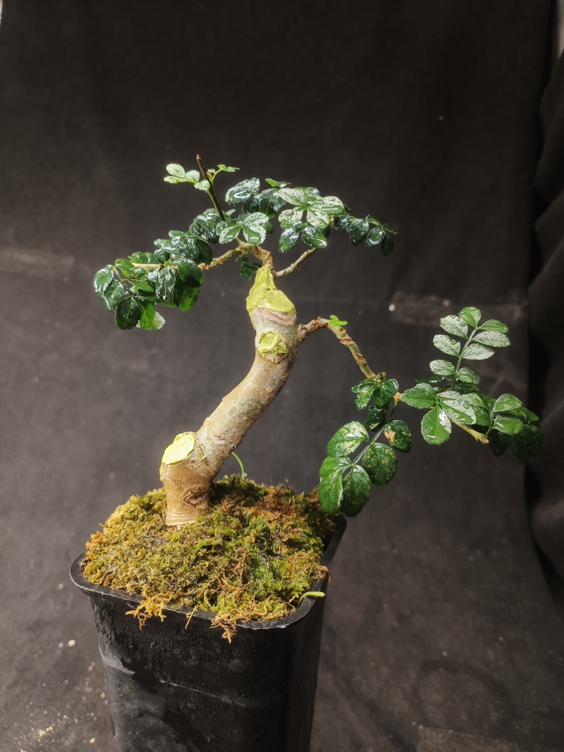 对接白蜡