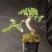对接白蜡