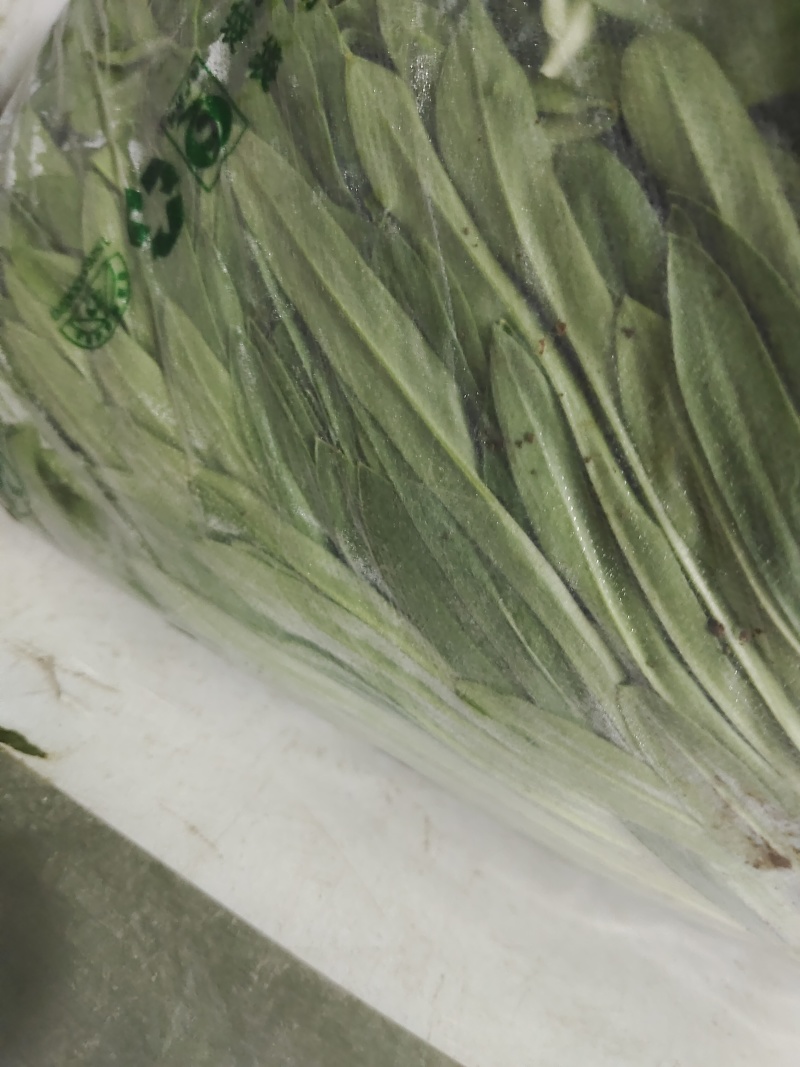 蔬菜面条菜，也称菇扎头