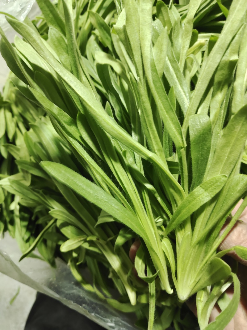 蔬菜面条菜，也称菇扎头