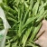 蔬菜面条菜，也称菇扎头