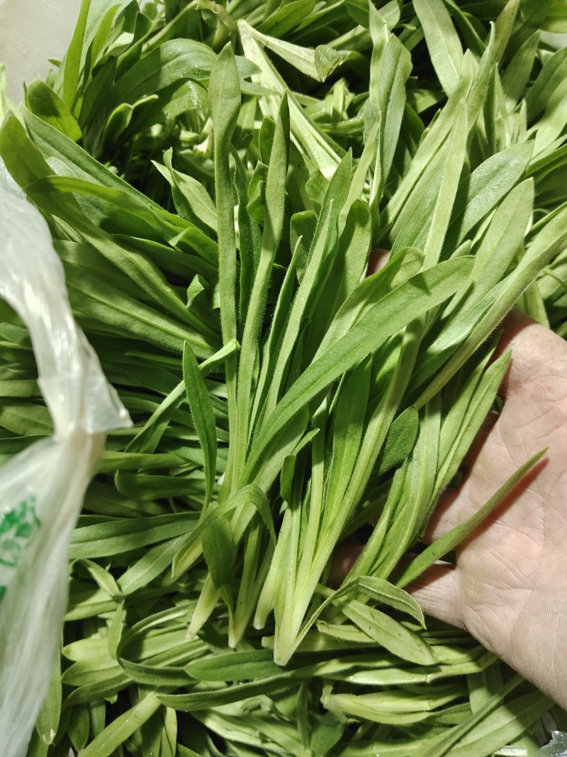 蔬菜面条菜，也称菇扎头
