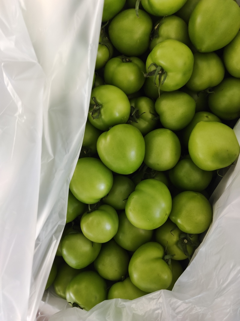 青西红柿。(绿番茄）对接电商，超市，批发商。长期合作。