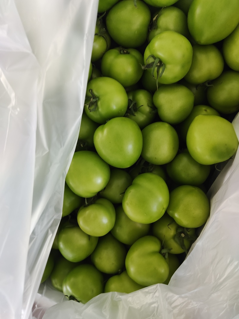 青西红柿。(绿番茄）对接电商，超市，批发商。长期合作。