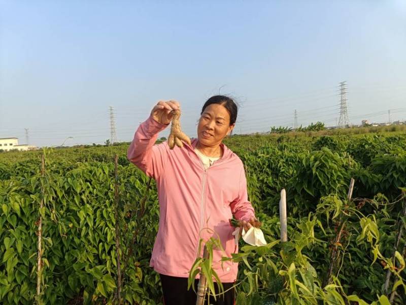 新鲜姜薯，健康美味，直供农场，快来选购！