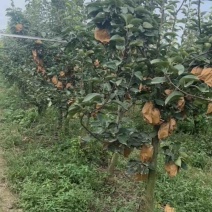 晚秋黄梨树