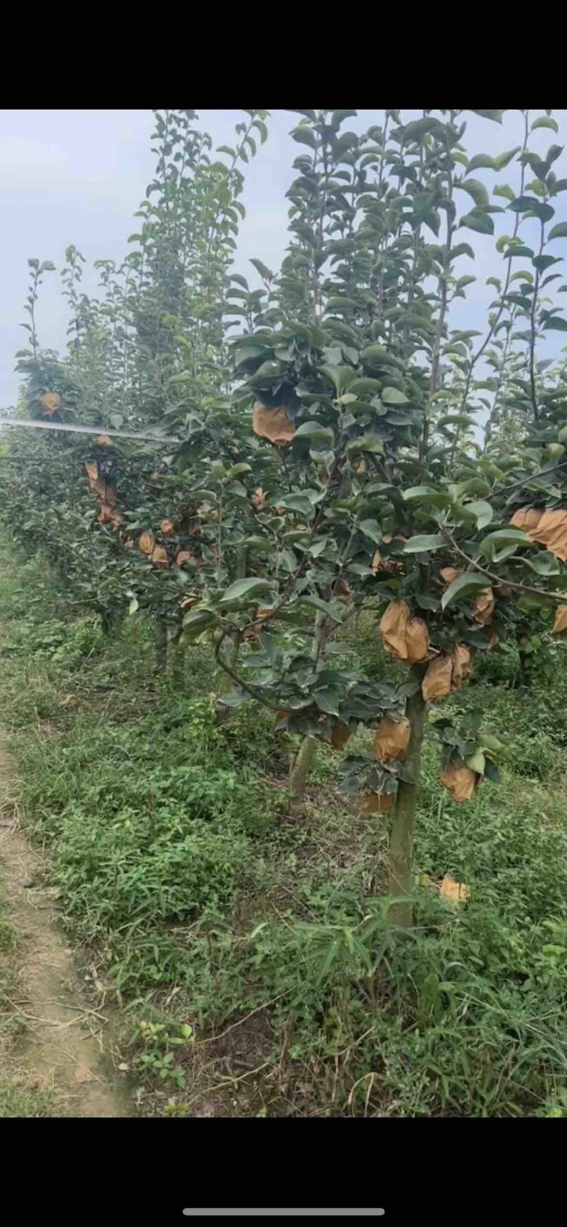晚秋黄梨树