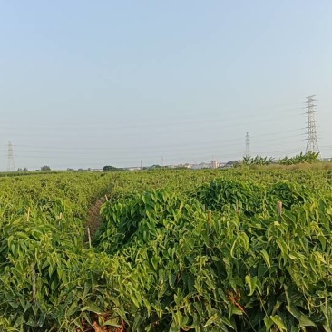 新鲜姜薯，健康美味，直供农场，快来选购！