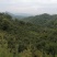 大别山野生茶油
