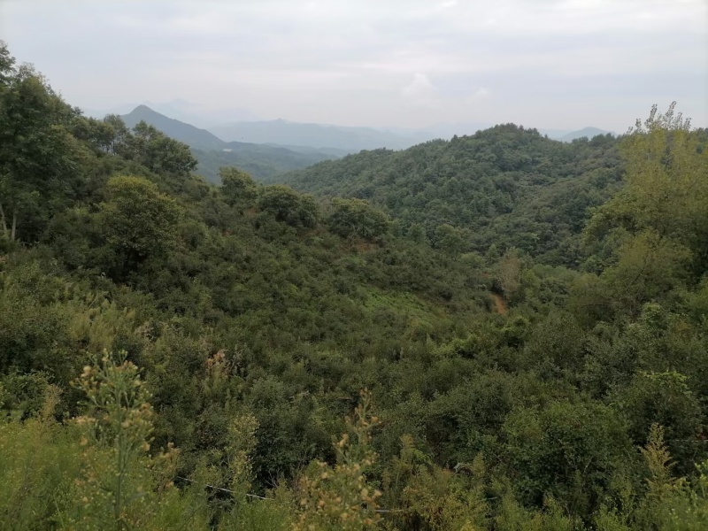 大别山野生茶油