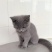 小蓝猫