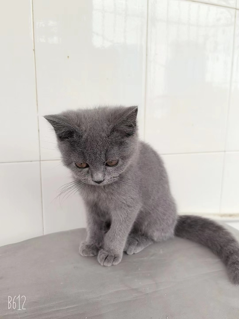 小蓝猫