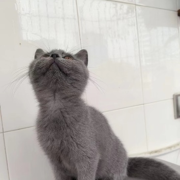 小蓝猫