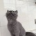 小蓝猫