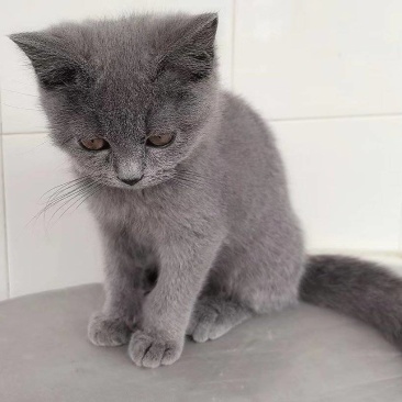 小蓝猫
