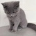 小蓝猫