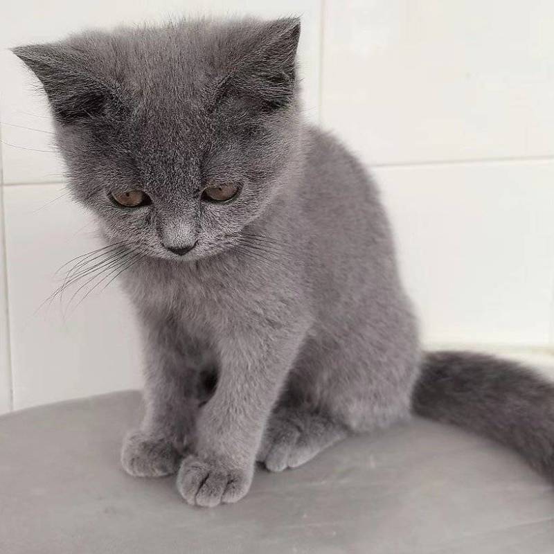 小蓝猫