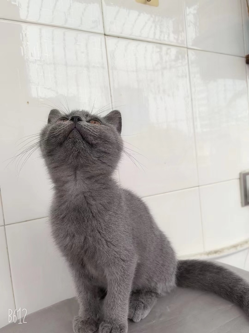 小蓝猫