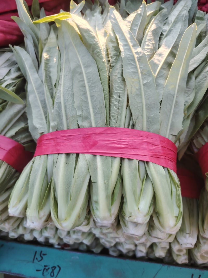 【定向发货】精品油麦菜价格合理质量保证来电咨询