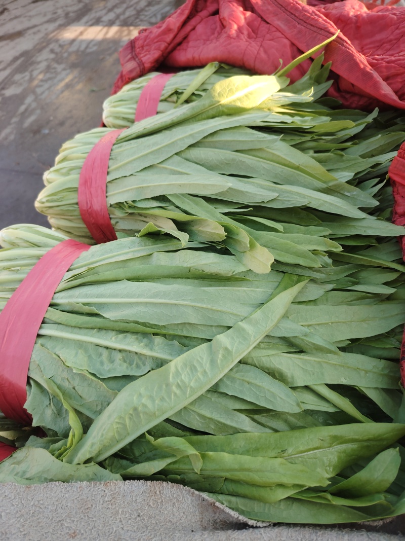 【定向发货】精品油麦菜价格合理质量保证来电咨询