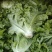 散叶生菜意大利生菜球，芹菜大白菜，精品西兰花，有需要的联