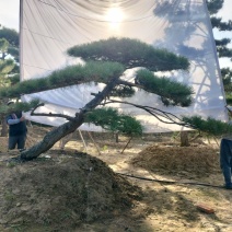 造型松