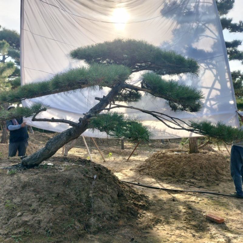 造型松
