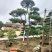 造型松
